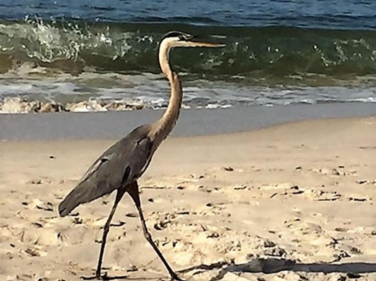 Phoenix Gulf Shores 1203 By Bender Vacation Rentals Εξωτερικό φωτογραφία